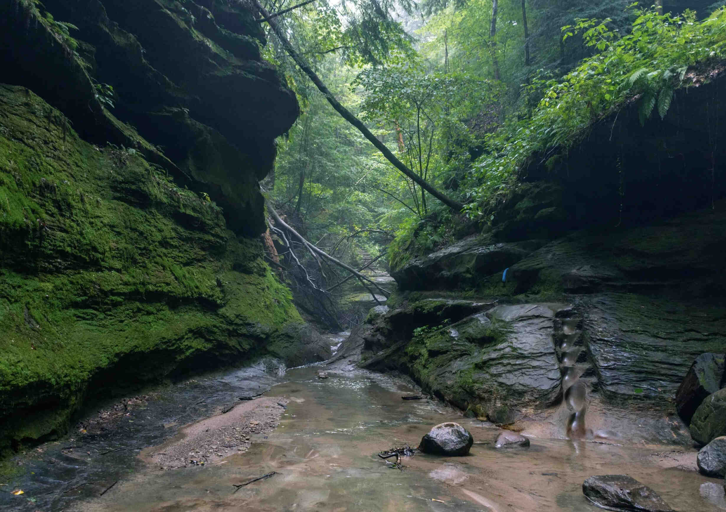 hidden-forest-ravines-of-indianas-turkey-run