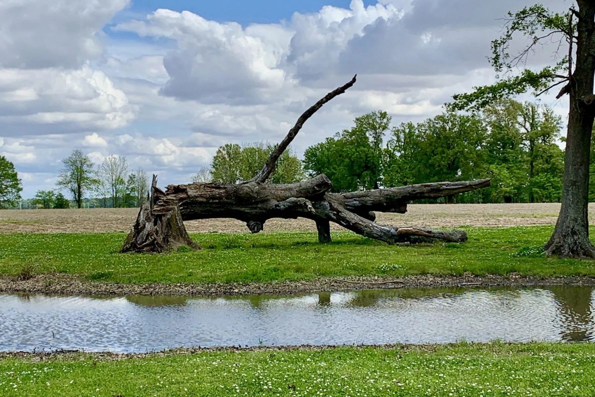 hidden-hammocks-of-mississippis-delta