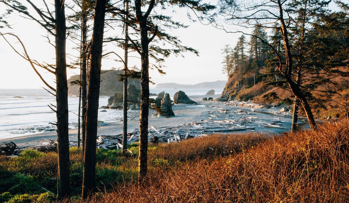 Hidden-Logging-Roads-Of-Washington8217s-Olympic-Peninsula hidden-logging-roads-of-washingtons-olympic-peninsula