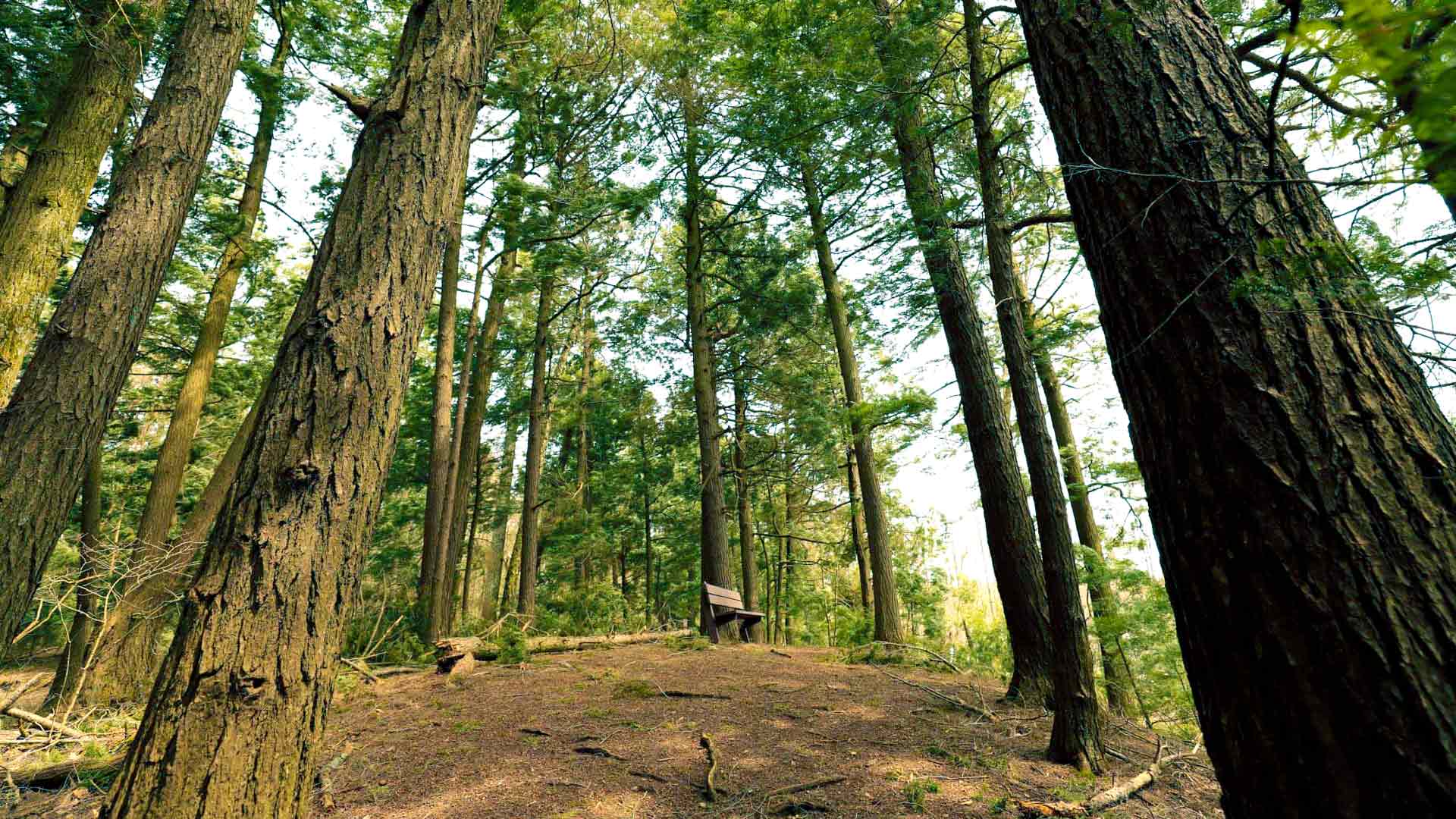 hidden-logging-roads-of-wisconsins-chequamegon