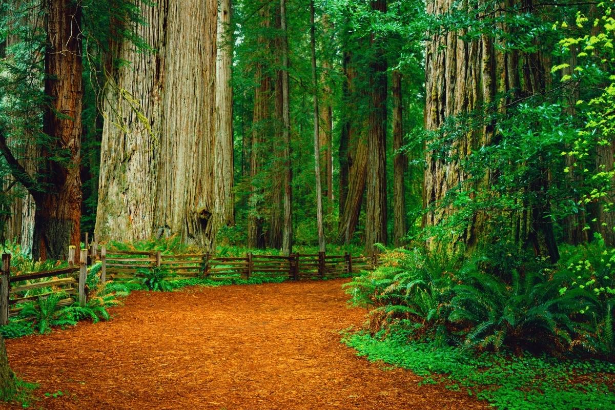 hidden-meditation-paths-in-californias-redwood-forest