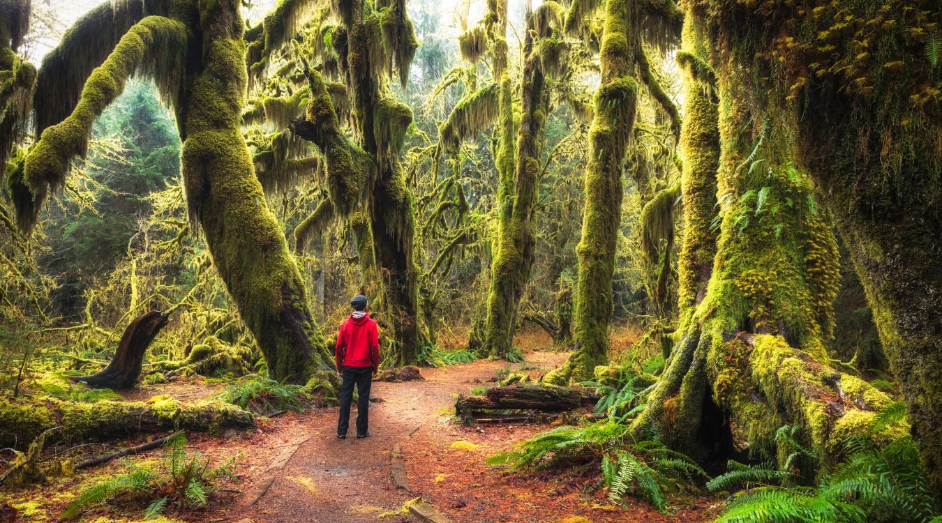 Hidden-Moss-Gardens-Of-Washington8217s-Hoh-Rainforest hidden-moss-gardens-of-washingtons-hoh-rainforest