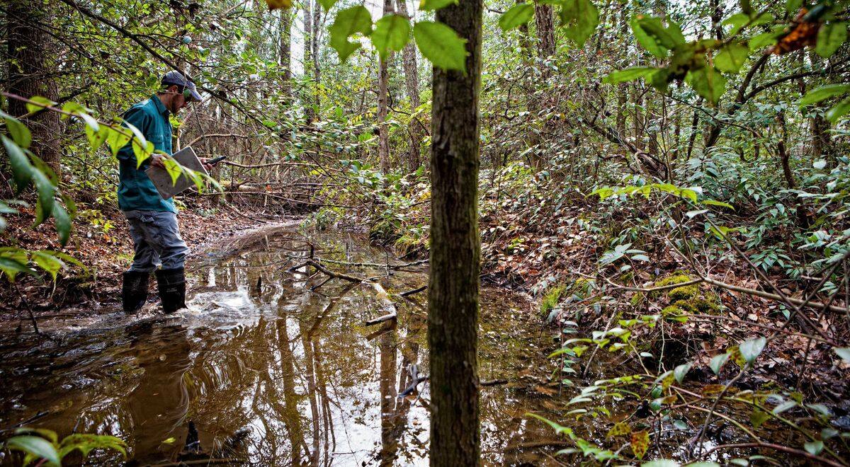 Hidden-Mountain-Bogs-Of-North-Carolina8217s-Highlands hidden-mountain-bogs-of-north-carolinas-highlands