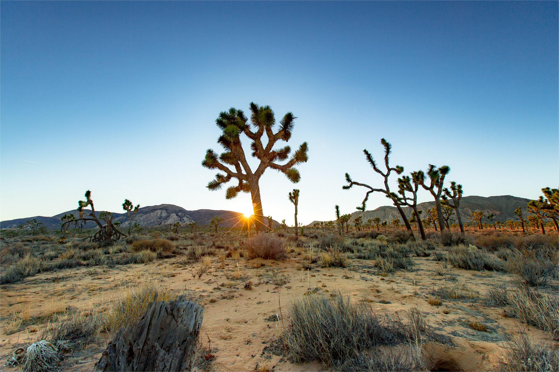 Hidden-Oases-Of-California8217s-Joshua-Tree hidden-oases-of-californias-joshua-tree