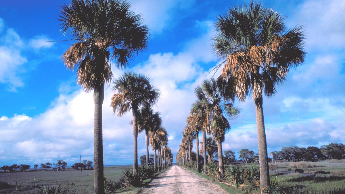 hidden-river-islands-of-georgias-ossabaw-island