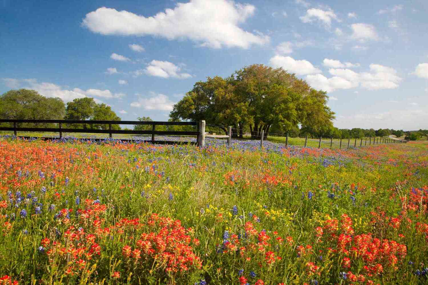 Hidden-Spring-Wildflower-Trails-In-Texas-Hill-Country hidden-spring-wildflower-trails-in-texas-hill-country