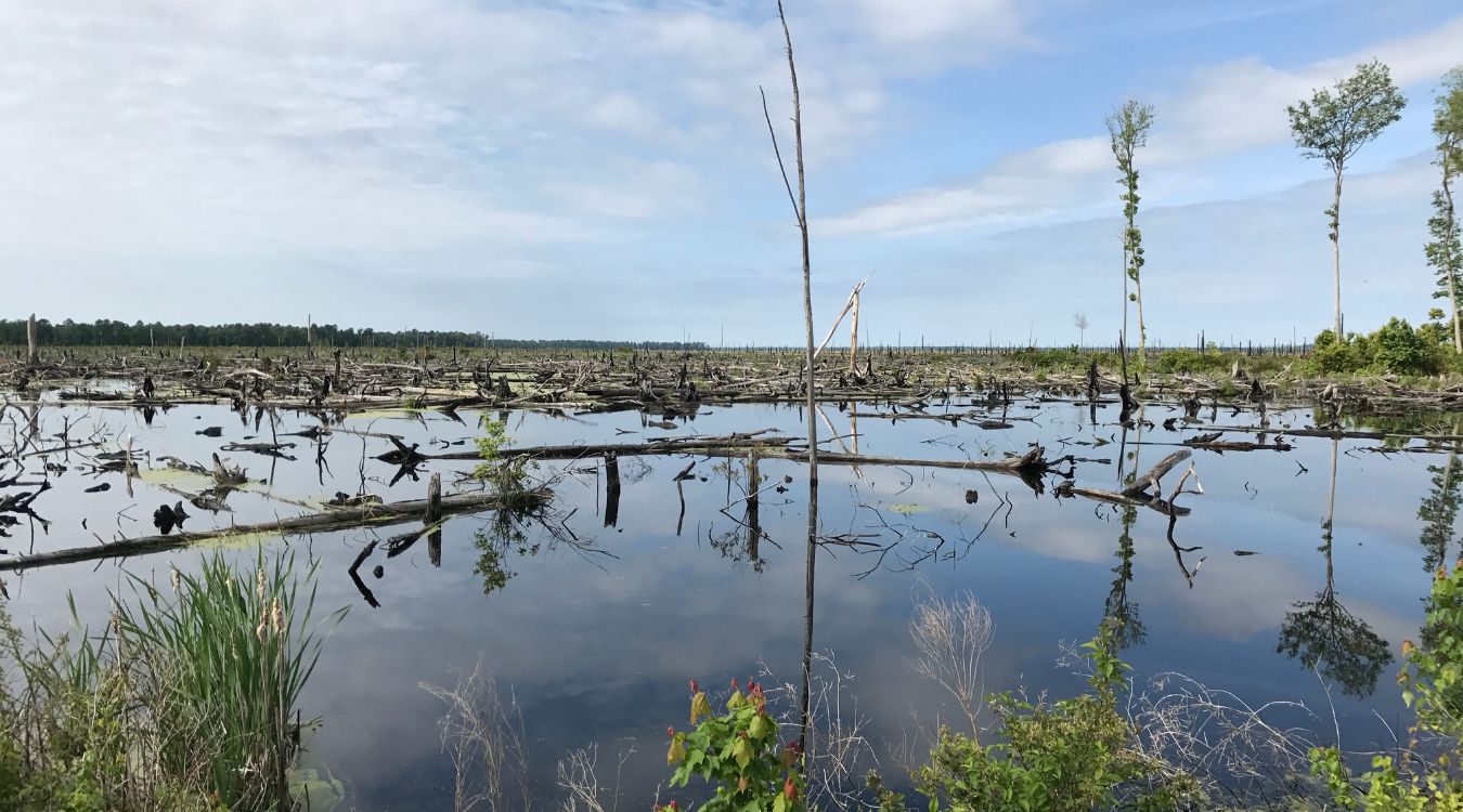 Hidden-Swamp-Islands-Of-Virginia8217s-Great-Dismal hidden-swamp-islands-of-virginias-great-dismal
