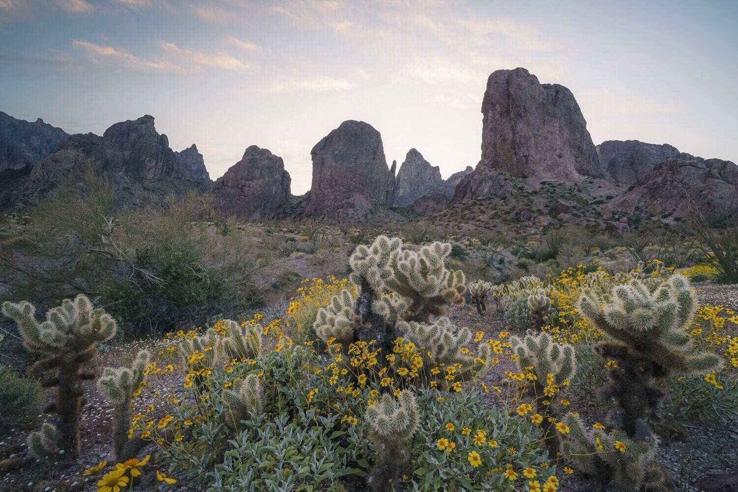 hidden-treasures-of-arizonas-kofa-mountains-wildflowers