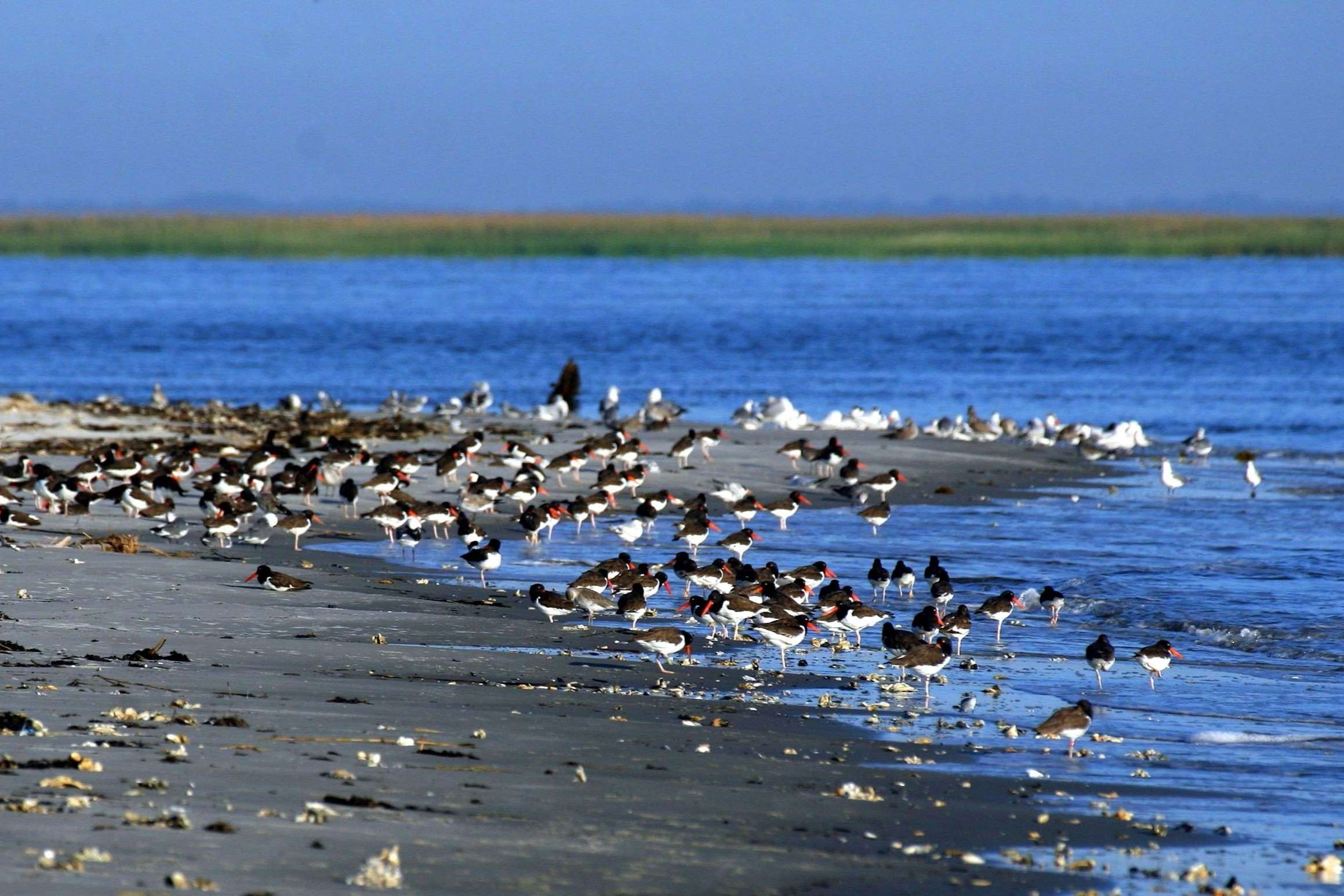 Hidden-Wildlife-Havens-On-Georgia8217s-Coast hidden-wildlife-havens-on-georgias-coast