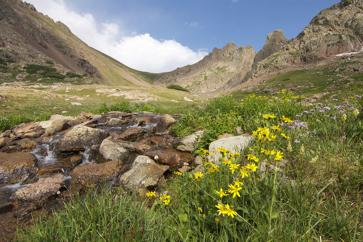 hidden-wonders-of-colorados-american-basin-wildflower-meadows