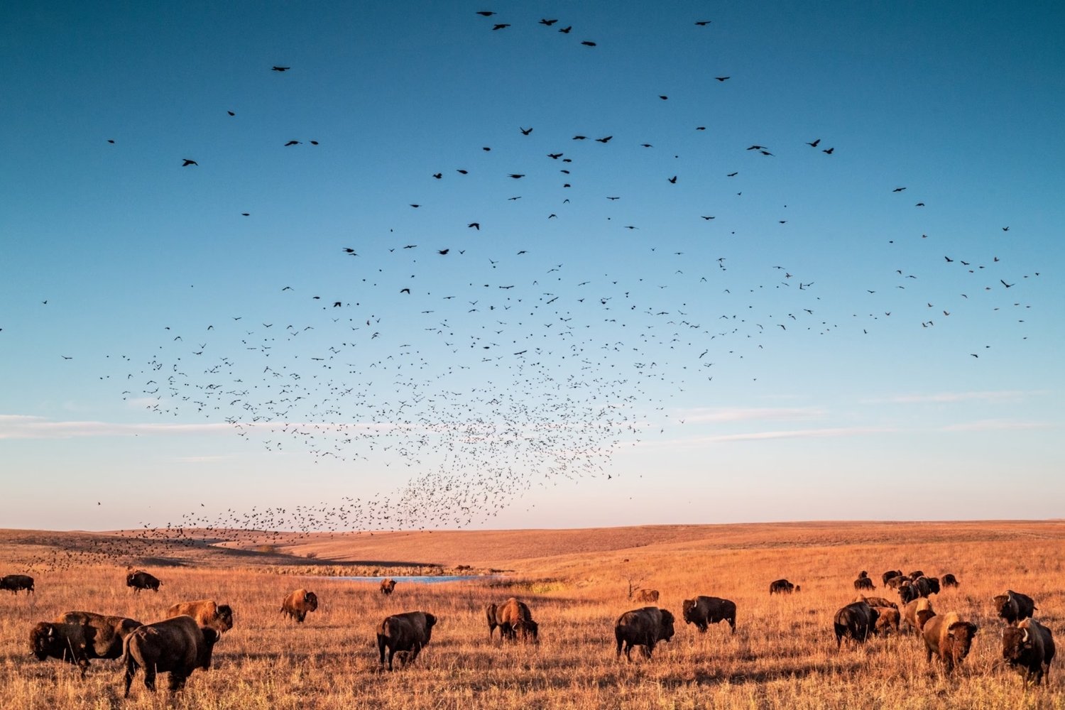 Hidden-Wonders-Of-Oklahoma8217s-Tallgrass-Prairie hidden-wonders-of-oklahomas-tallgrass-prairie