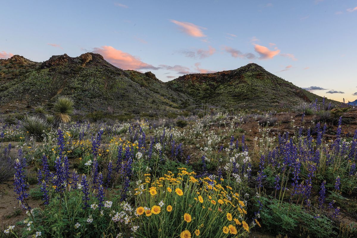 Hidden-Wonders-Of-Texas8217s-Big-Bend-Wildflower-Fields hidden-wonders-of-texass-big-bend-wildflower-fields