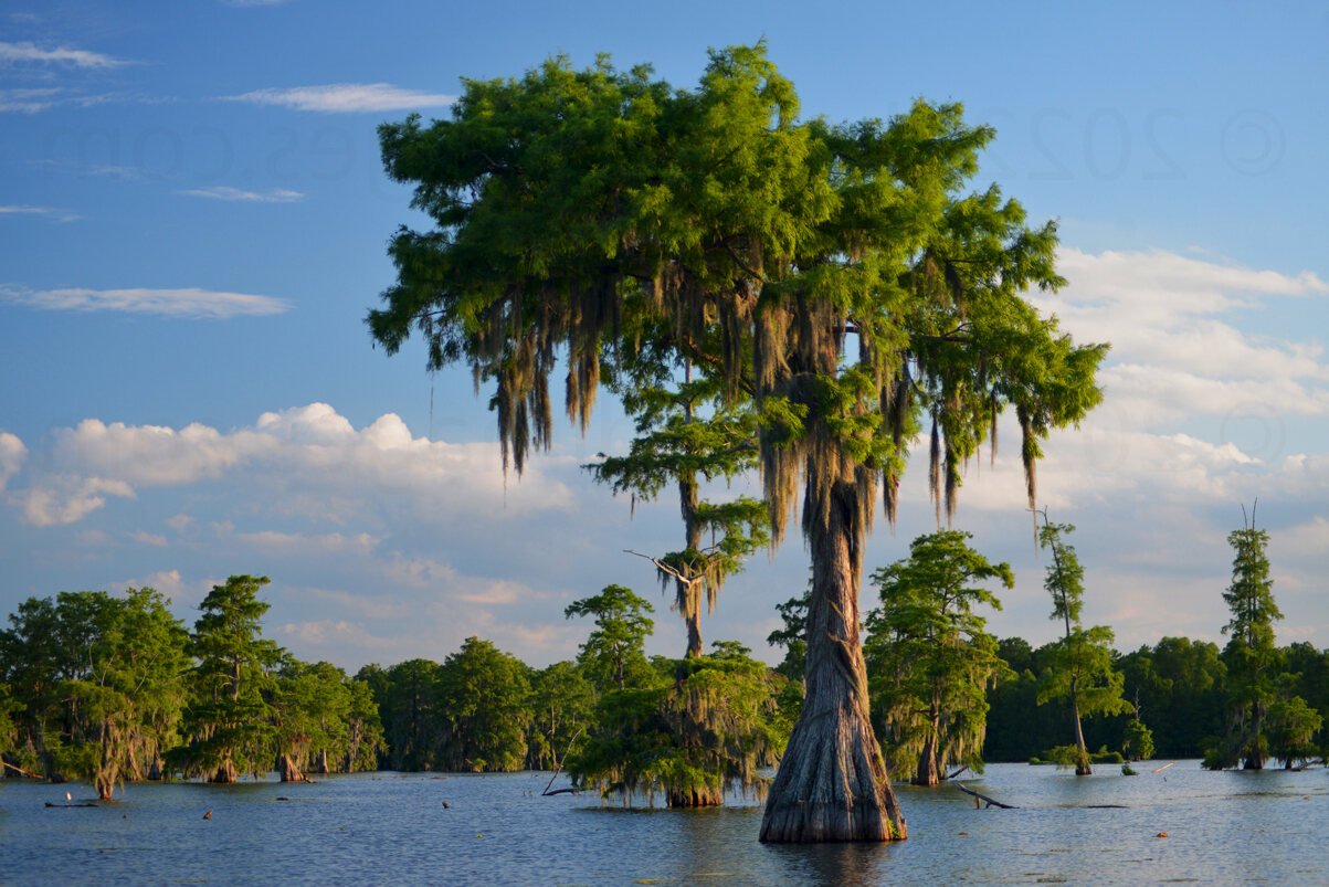 Louisiana8217s-Secret-Cypress-Cathedrals-And-Moss-Kingdoms louisianas-secret-cypress-cathedrals-and-moss-kingdoms