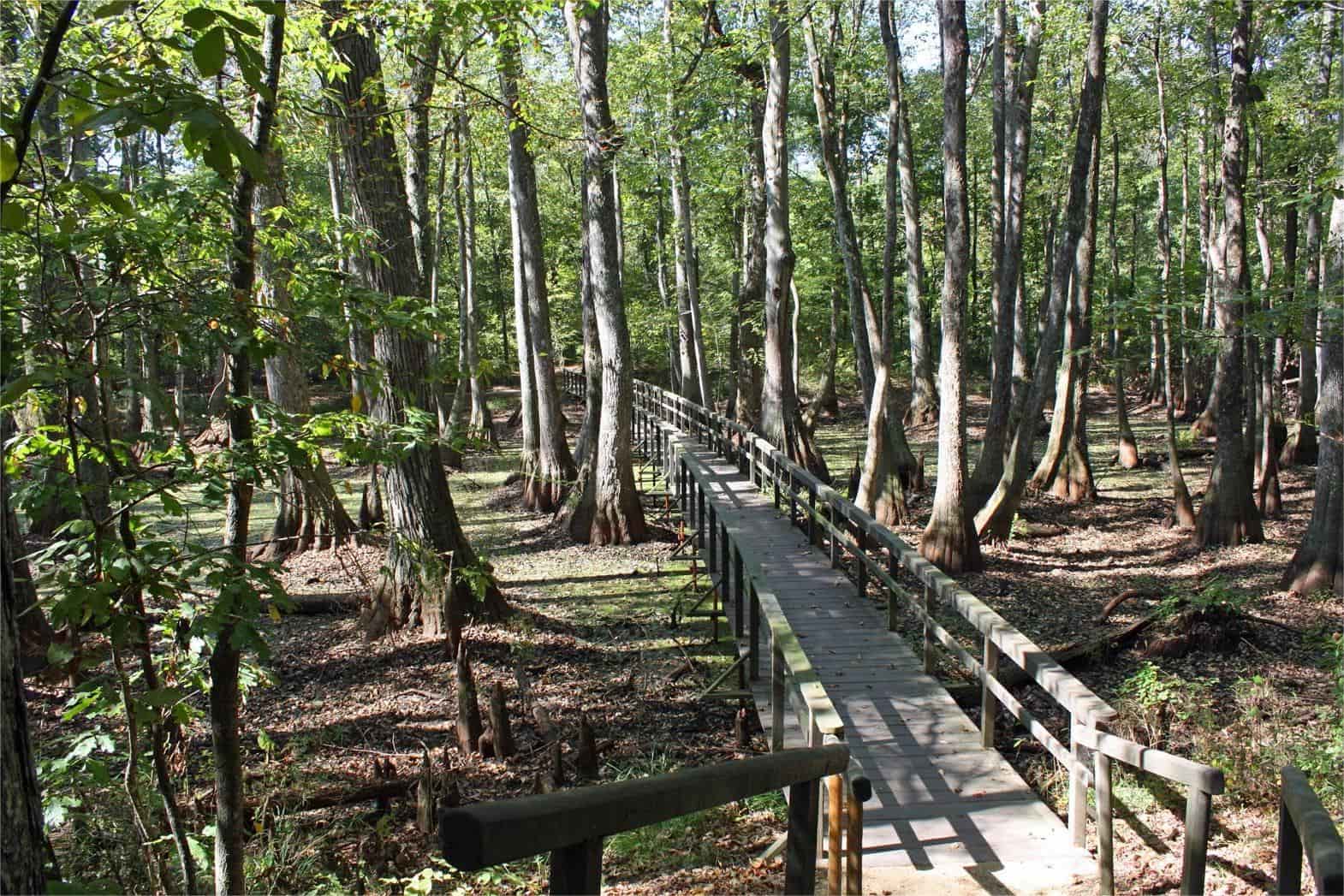 mississippis-mysterious-cypress-swamps-and-hidden-bayous