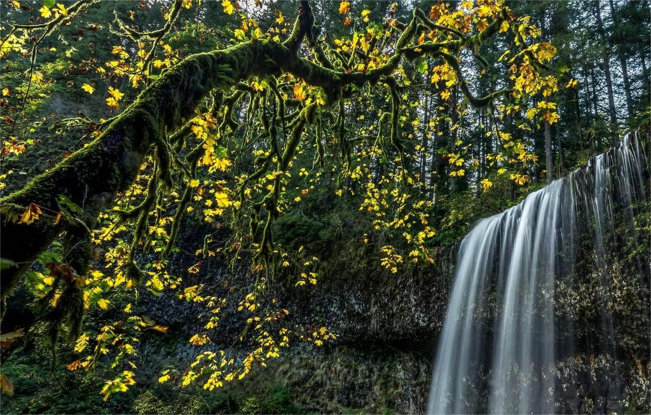 moss-covered-forests-of-oregons-silver-falls-await