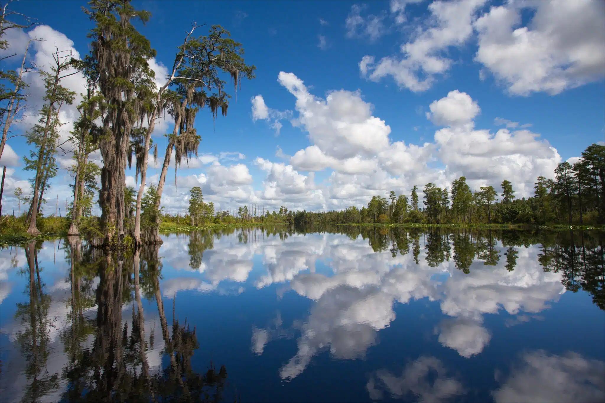 Moss-Draped-Hammocks-Of-Georgia8217s-Okefenokee-Swamp moss-draped-hammocks-of-georgias-okefenokee-swamp
