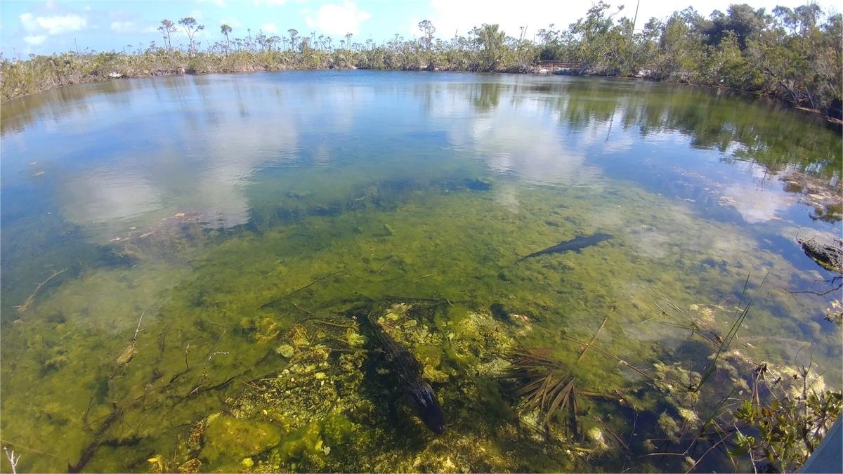Mysterious-Blue-Holes-In-Florida8217s-Gainesville-Region mysterious-blue-holes-in-floridas-gainesville-region