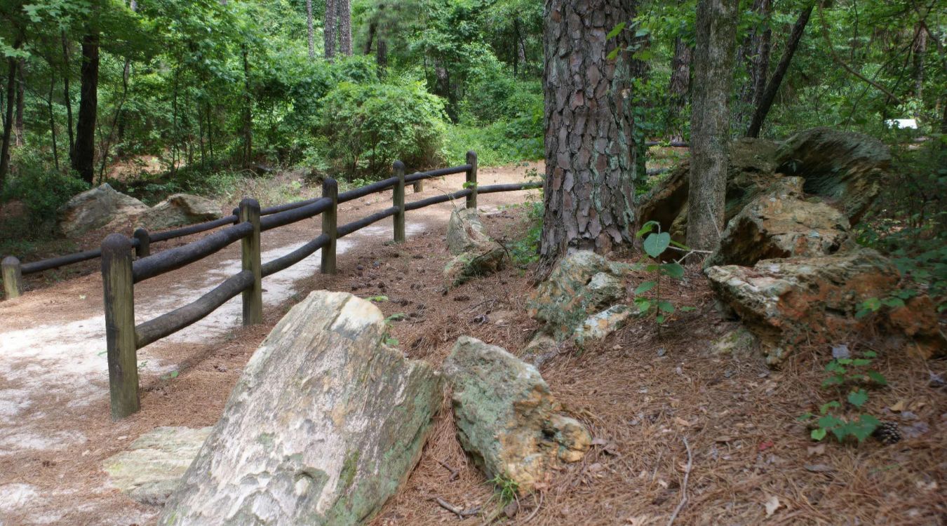 Mysterious-Petrified-Stumps-Of-Mississippi8217s-Forest mysterious-petrified-stumps-of-mississippis-forest