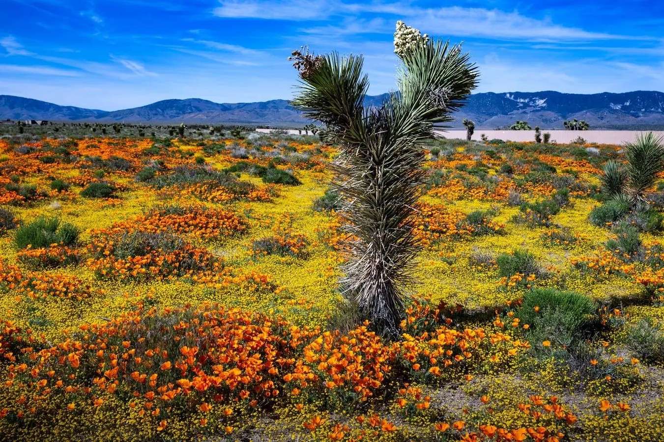Nevada8217s-Secret-Desert-Blooms-And-Hidden-Wildflower-Fields nevadas-secret-desert-blooms-and-hidden-wildflower-fields