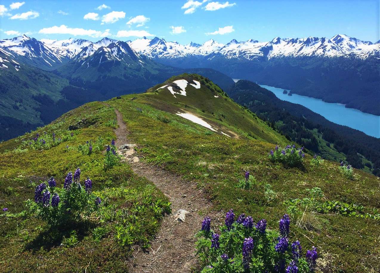 Secrets-Of-Alaska8217s-Kenai-Mountains-Forest-Groves secrets-of-alaskas-kenai-mountains-forest-groves