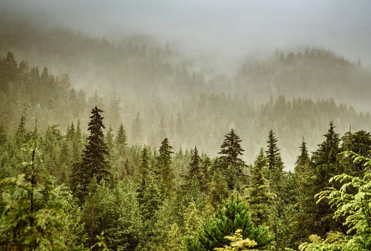 secrets-of-alaskas-tongass-forest-groves