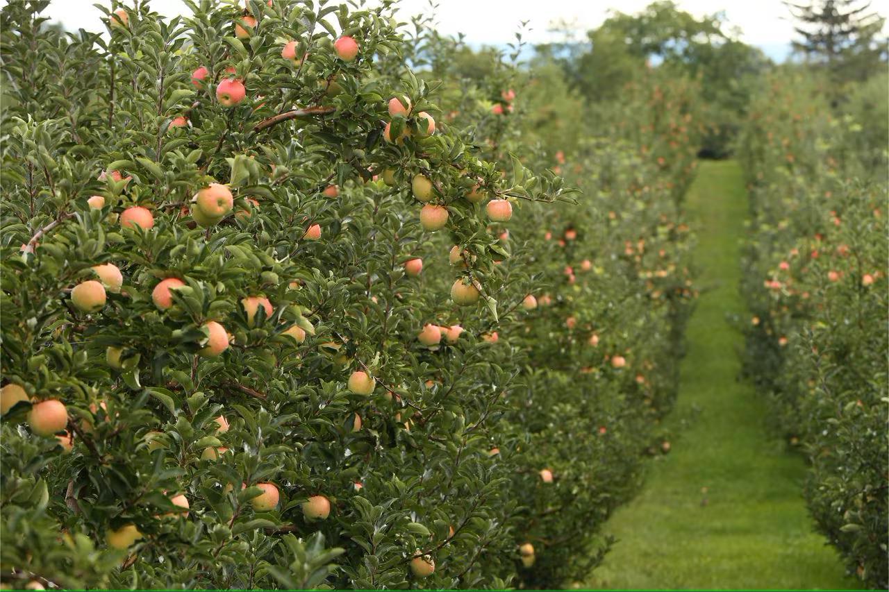 secrets-of-antique-apple-orchards-in-new-yorks-finger-lakes