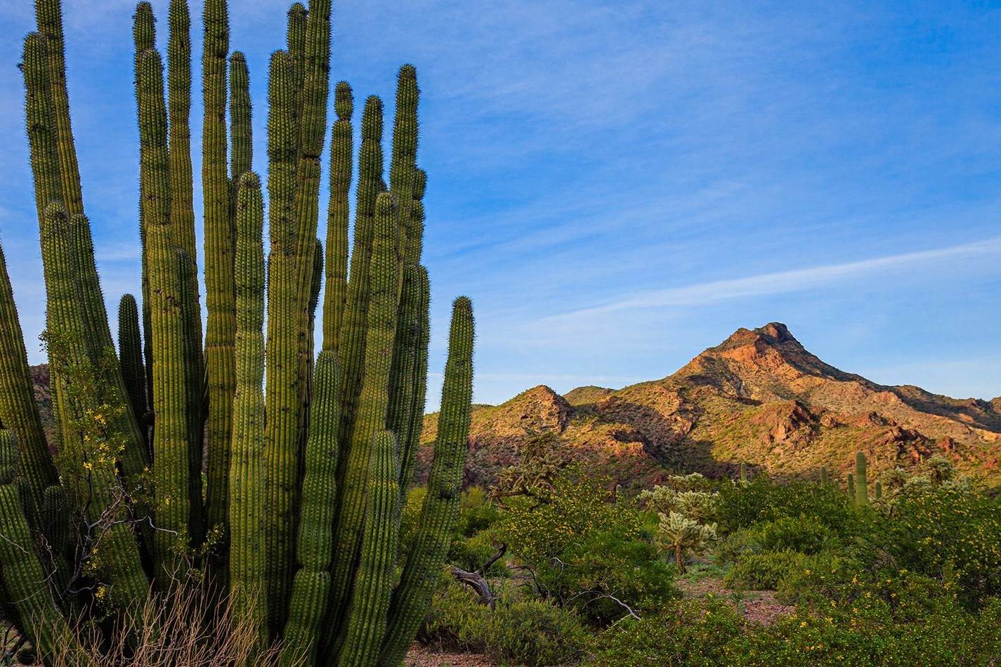 Secrets-Of-Arizona8217s-Organ-Pipe-Night-Blooms secrets-of-arizonas-organ-pipe-night-blooms