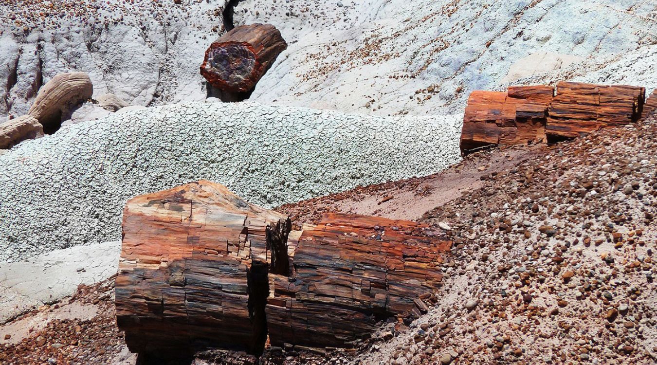 Secrets-Of-Arizona8217s-Petrified-Forest-Tree-Rings secrets-of-arizonas-petrified-forest-tree-rings