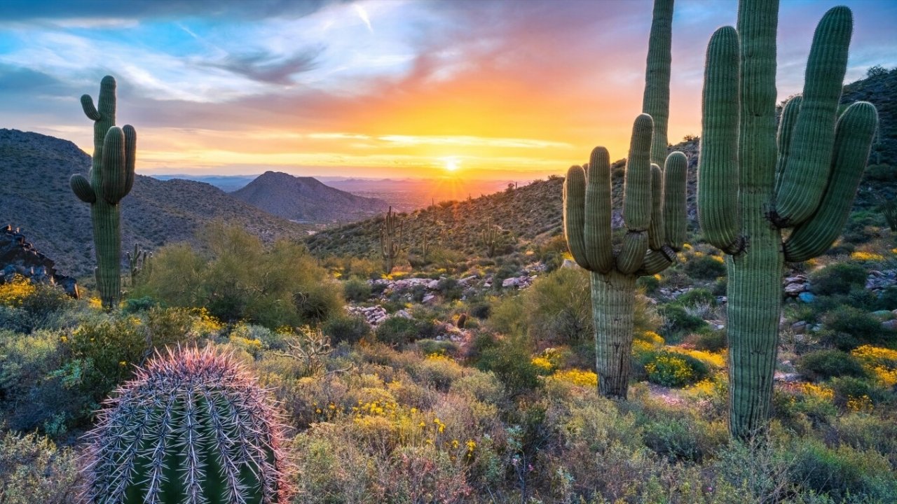 Secrets-Of-Arizona8217s-Sonoran-Desert-Washes secrets-of-arizonas-sonoran-desert-washes