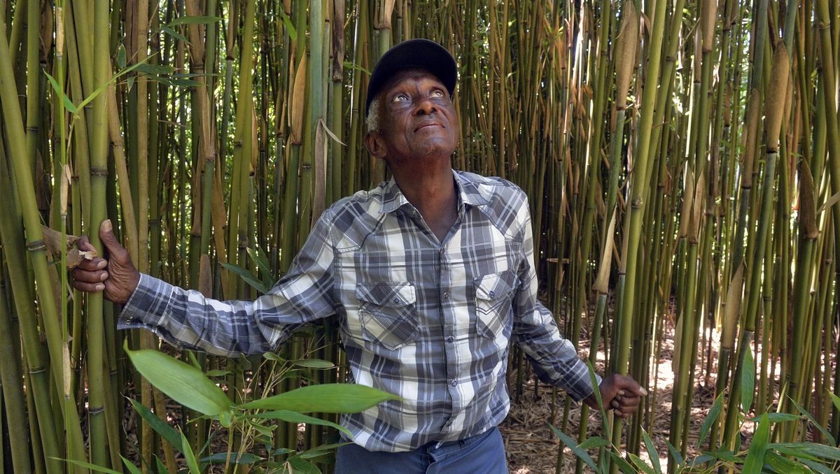 secrets-of-bamboo-harvesting-in-savannah-georgia
