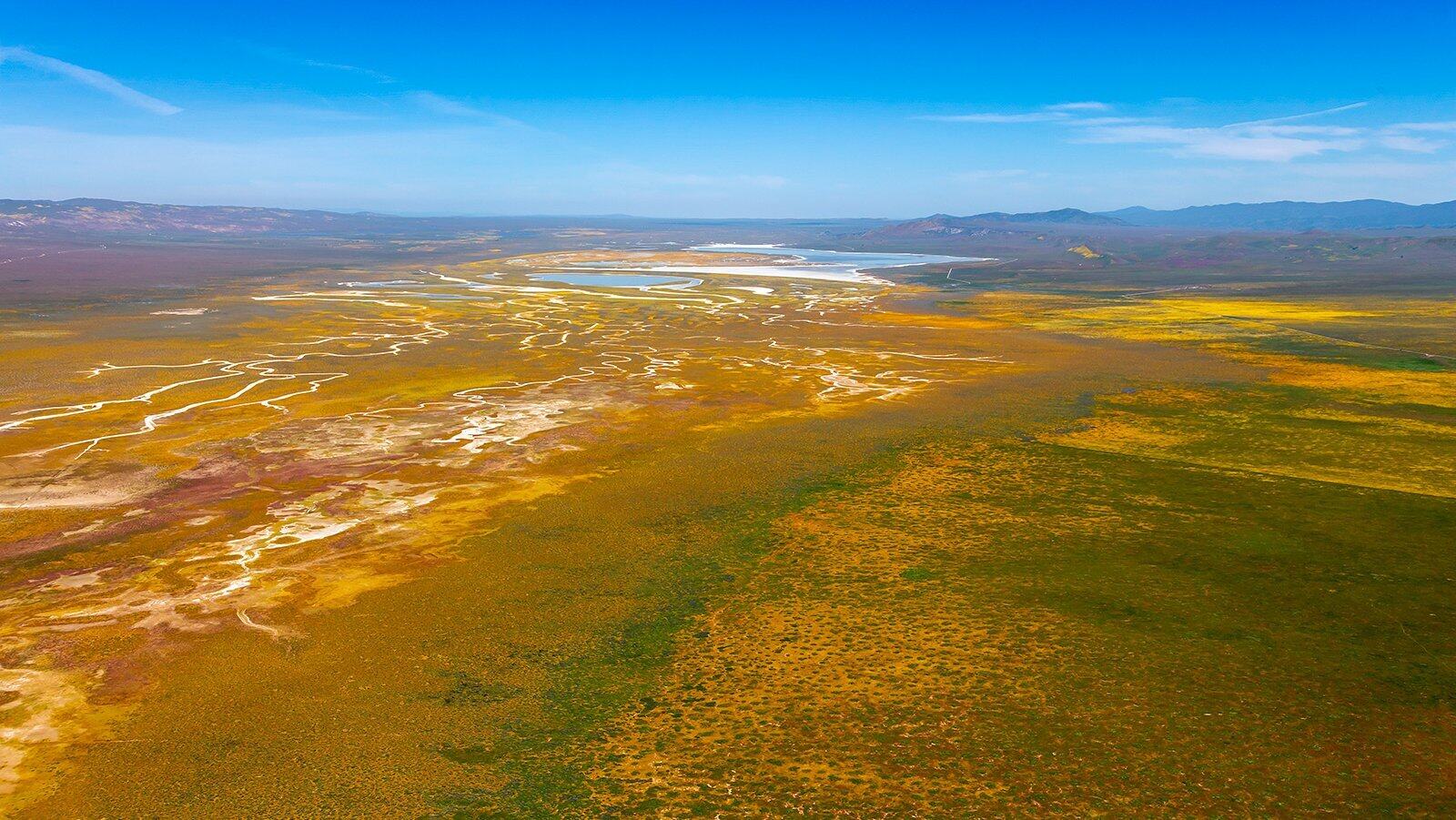 Secrets-Of-California8217s-Carrizo-Plain-Wildflower-Fields secrets-of-californias-carrizo-plain-wildflower-fields