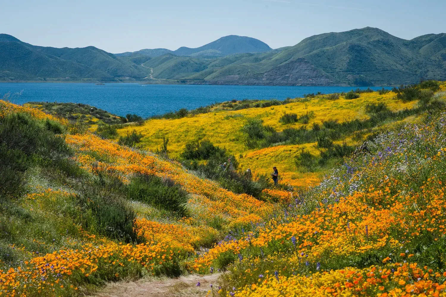secrets-of-californias-high-desert-wildflower-super-blooms
