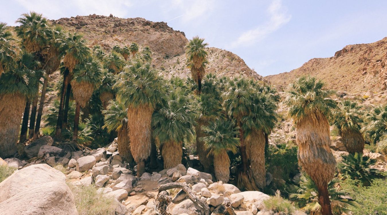 Secrets-Of-California8217s-Joshua-Tree-Oases secrets-of-californias-joshua-tree-oases