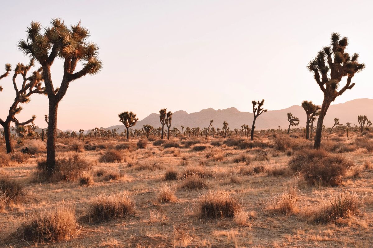 Secrets-Of-California8217s-Twisted-Joshua-Tree-Forests secrets-of-californias-twisted-joshua-tree-forests