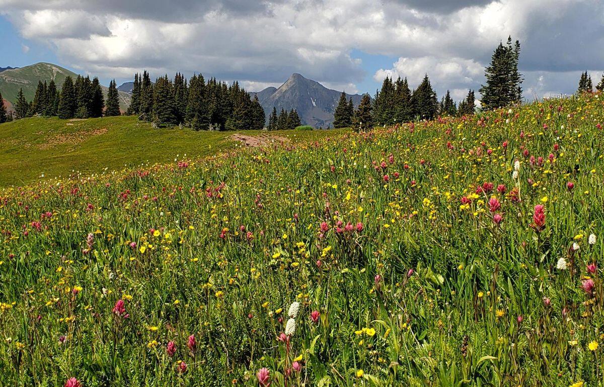 Secrets-Of-Colorado8217s-San-Juan-Mountain-Meadows secrets-of-colorados-san-juan-mountain-meadows