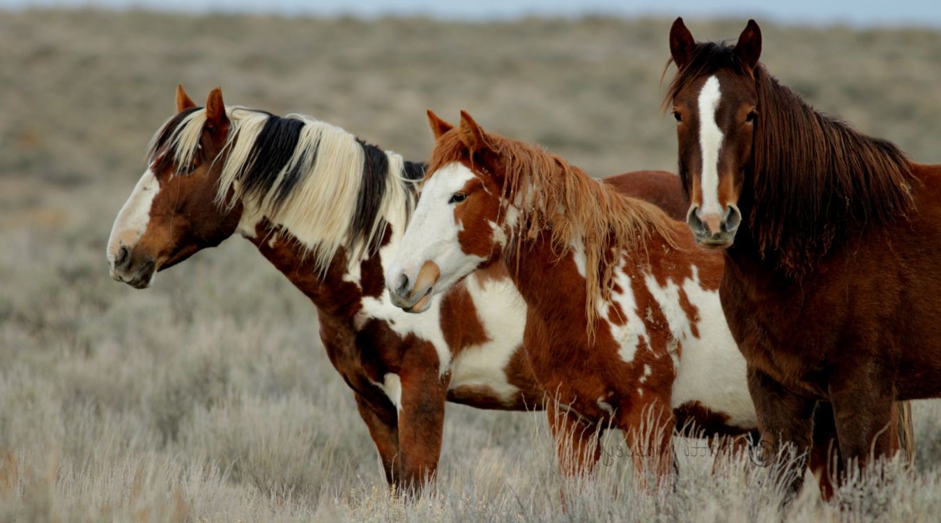 Secrets-Of-Colorado8217s-Sand-Wash-Basin-Mustangs secrets-of-colorados-sand-wash-basin-mustangs