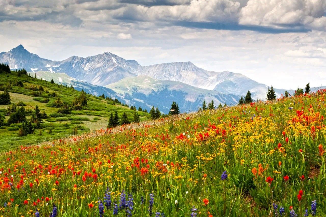 Secrets-Of-Colorado8217s-Wildflower-Meadows-And-Alpine-Lakes secrets-of-colorados-wildflower-meadows-and-alpine-lakes