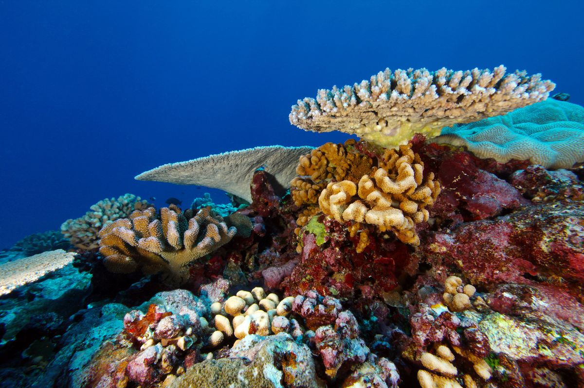 Secrets-Of-Coral-Gardens-In-Fagatele-Bay secrets-of-coral-gardens-in-fagatele-bay
