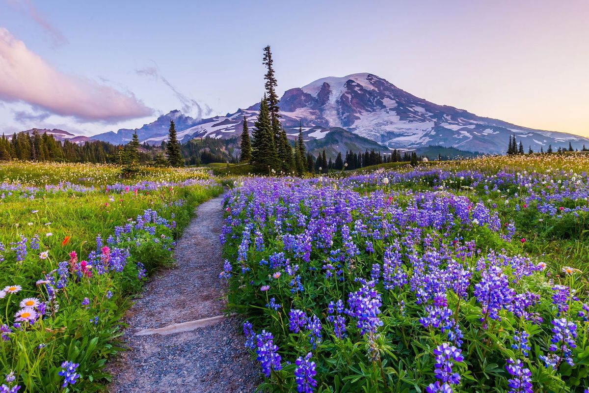 Secrets-Of-Emerald-Mountain-Meadows-At-Mount-Rainier secrets-of-emerald-mountain-meadows-at-mount-rainier