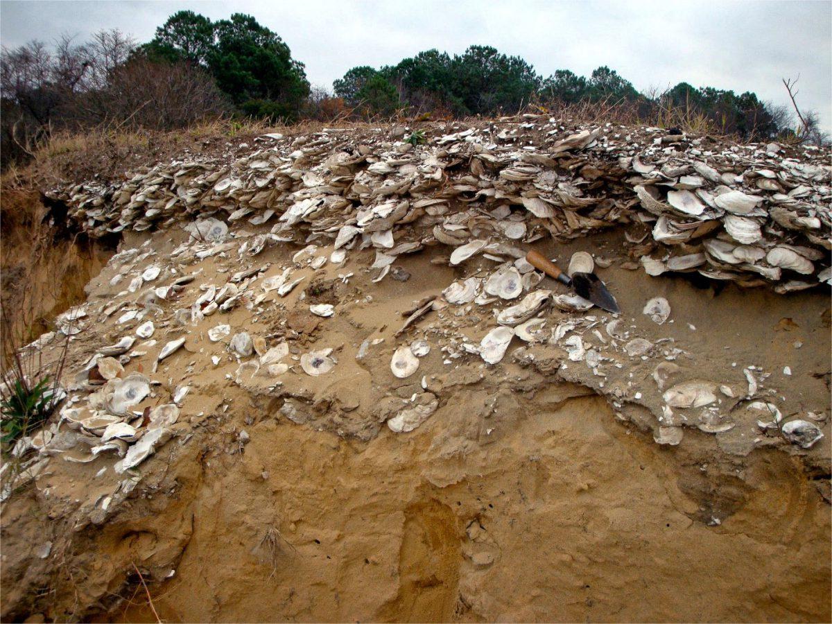 Secrets-Of-Florida8217s-Calusa-Islands-Shell-Middens secrets-of-floridas-calusa-islands-shell-middens