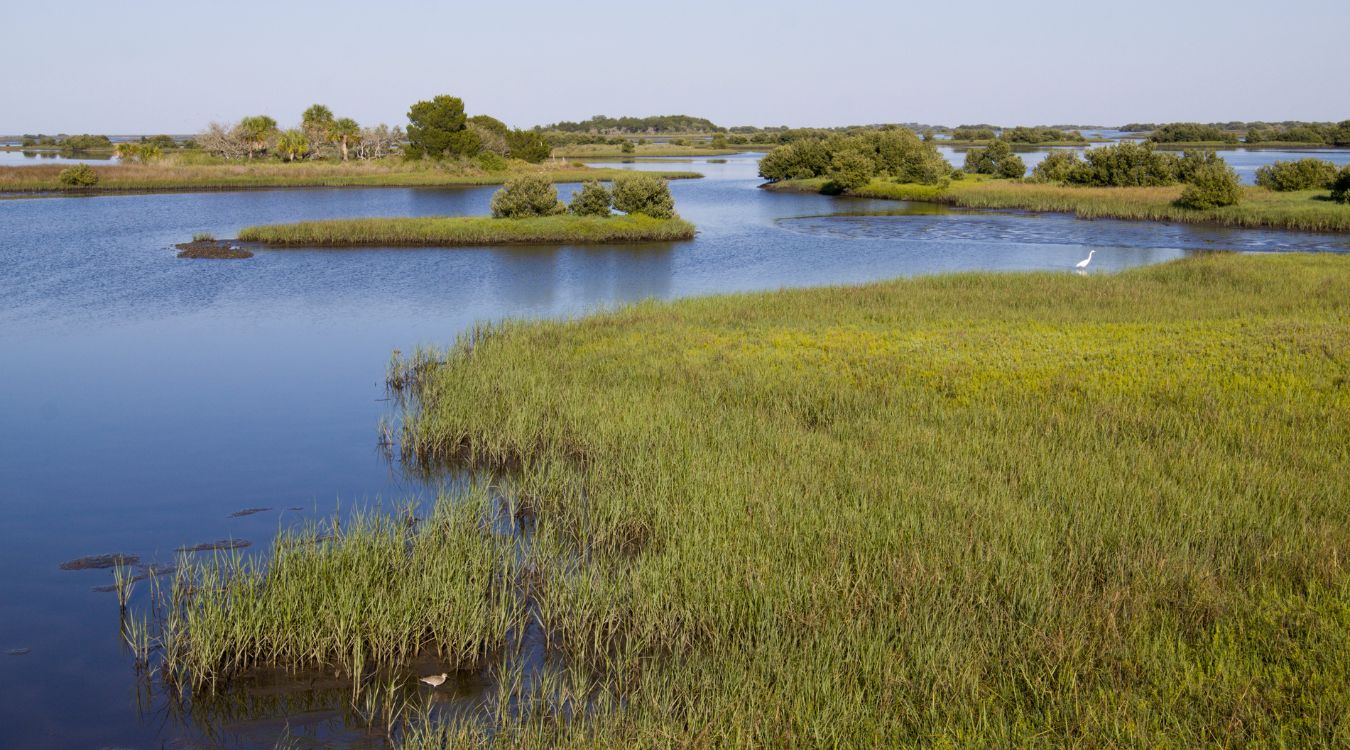 Secrets-Of-Florida8217s-Coastal-Marshes secrets-of-floridas-coastal-marshes