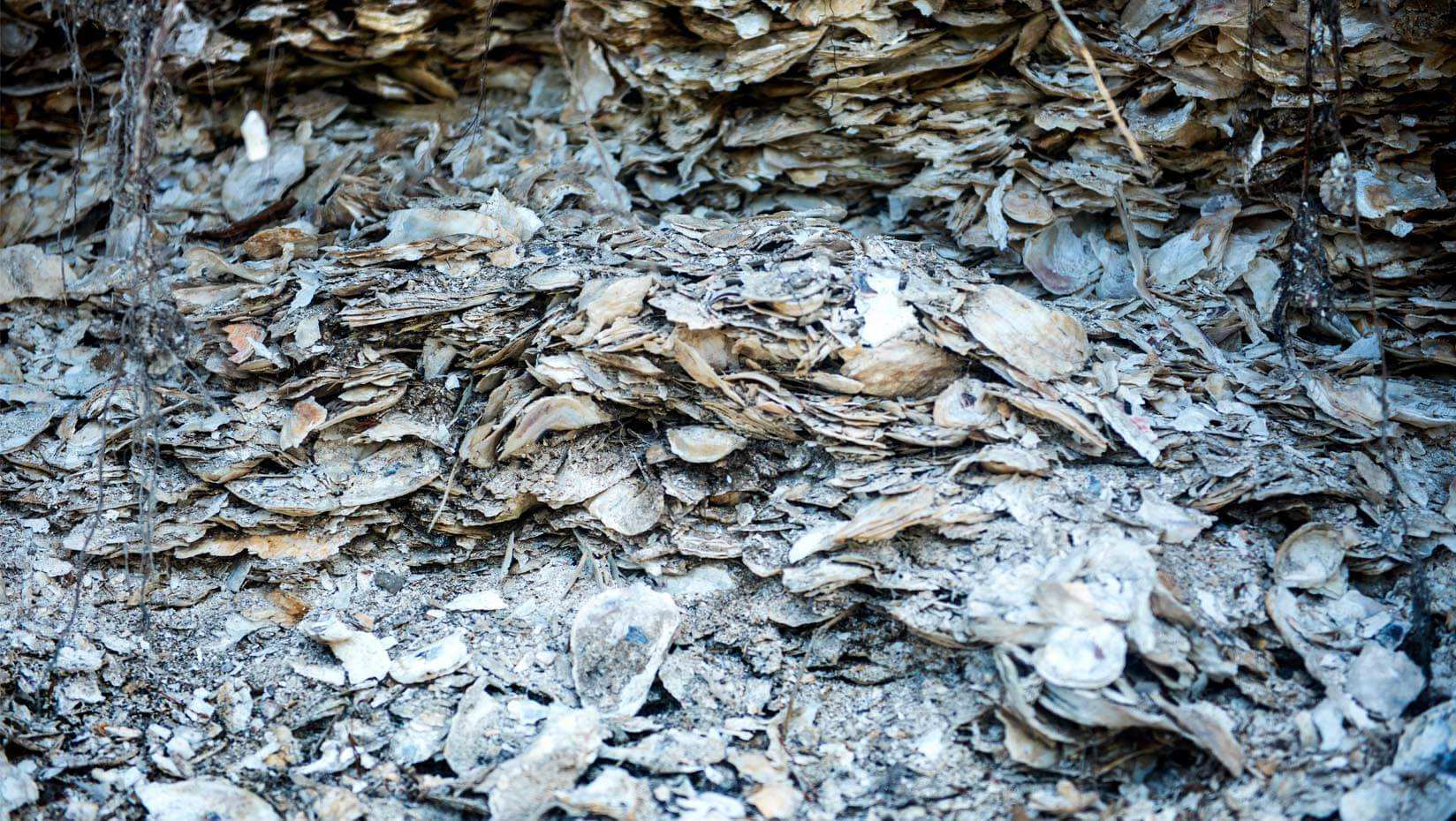 secrets-of-floridas-fort-walton-beach-shell-middens