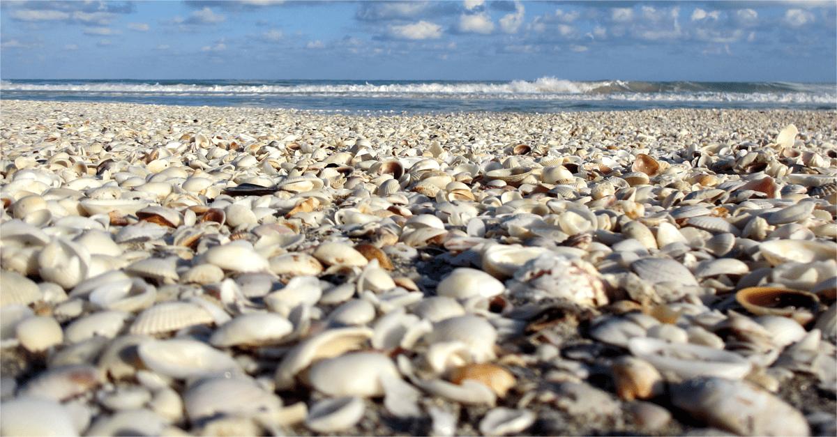 Secrets-Of-Florida8217s-Gulf-Coast-Shell-Beaches secrets-of-floridas-gulf-coast-shell-beaches