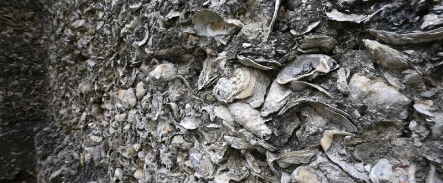 secrets-of-floridas-hontoon-island-shell-middens