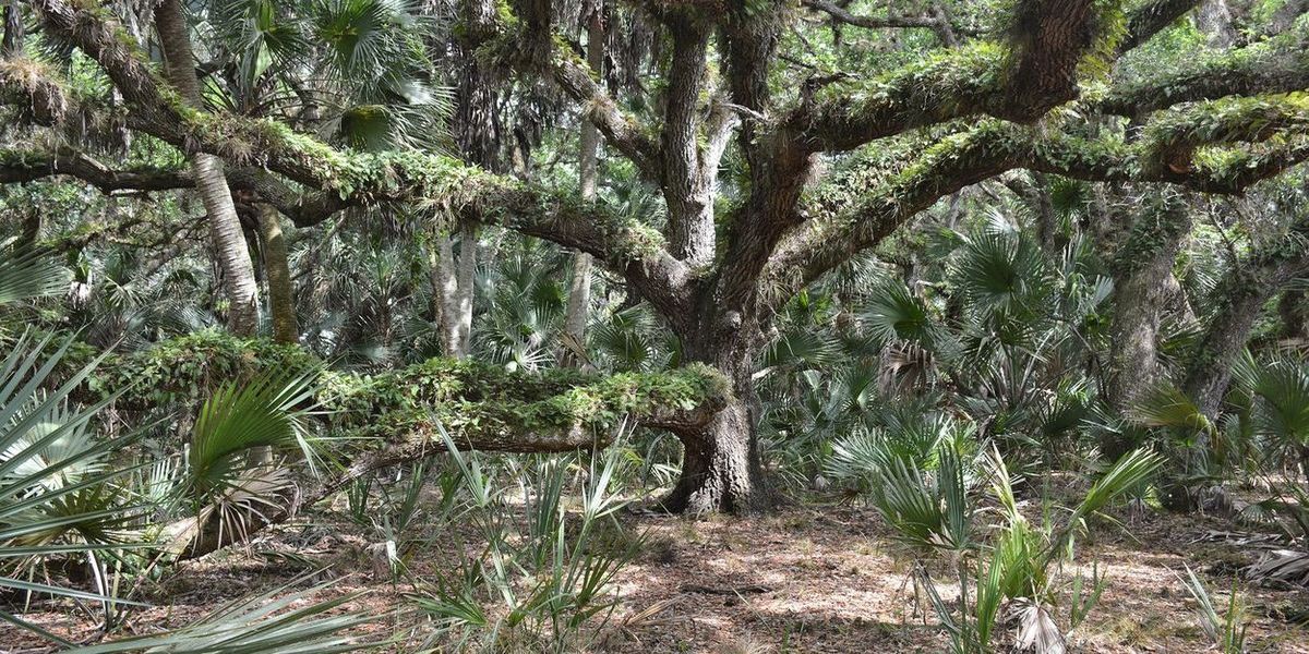 secrets-of-floridas-moss-draped-oak-hammocks