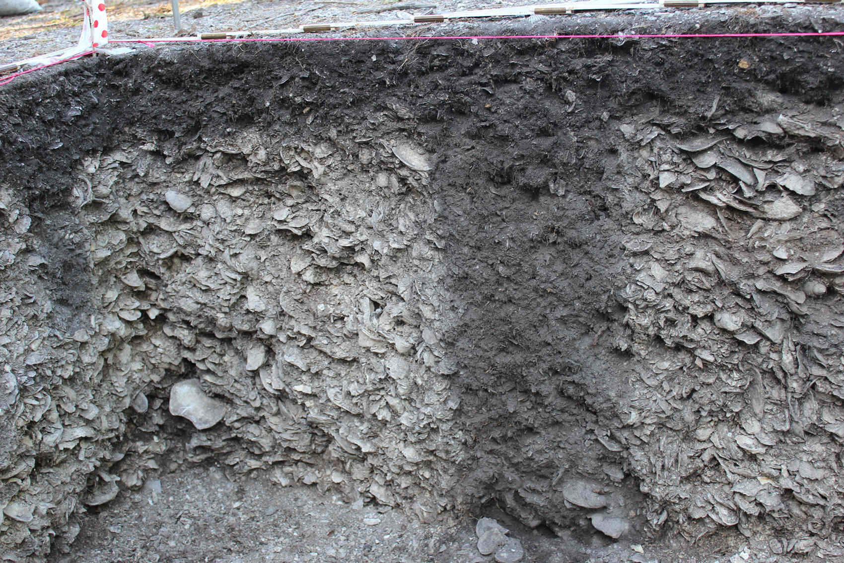 Secrets-Of-Florida8217s-Mound-Key-Shell-Middens secrets-of-floridas-mound-key-shell-middens