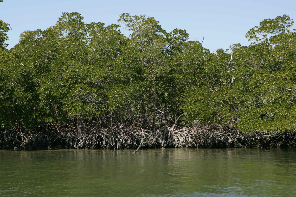 secrets-of-floridas-ten-thousand-islands-mangroves