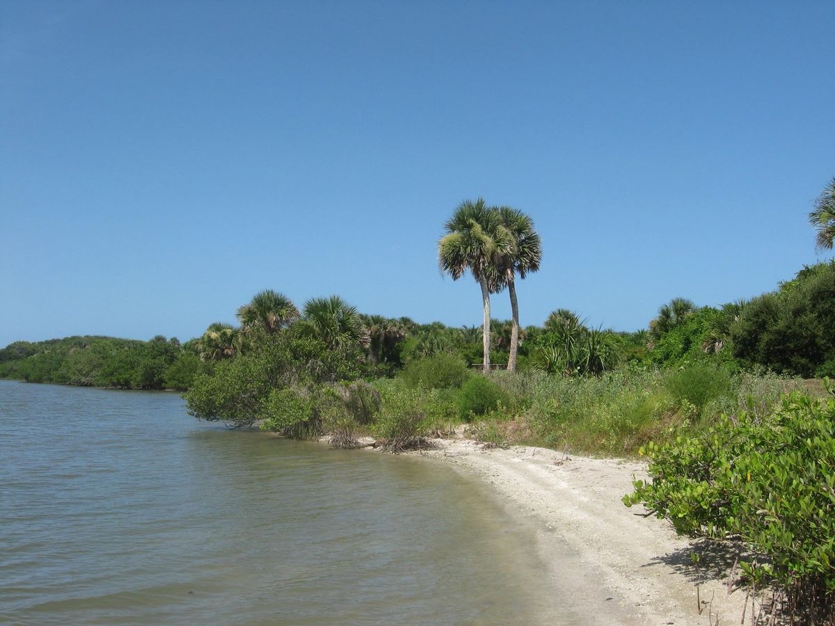 Secrets-Of-Florida8217s-Turtle-Mound-Shells secrets-of-floridas-turtle-mound-shells