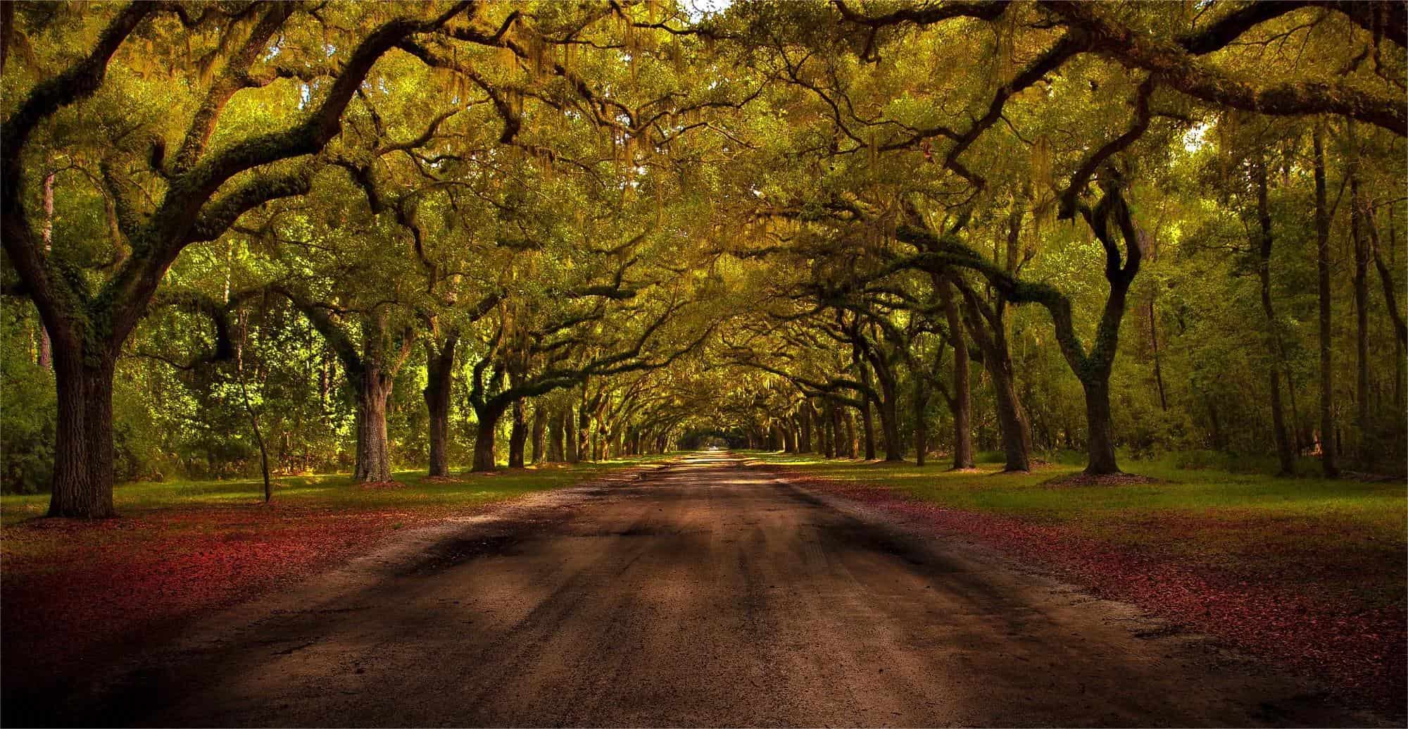 Secrets-Of-Georgia8217s-Moss-Draped-Oak-Forests secrets-of-georgias-moss-draped-oak-forests