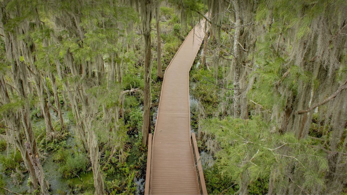 Secrets-Of-Georgia8217s-Okefenokee-Forest-Canopies secrets-of-georgias-okefenokee-forest-canopies